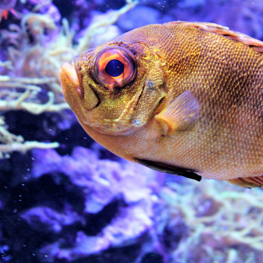 Important benefits of fish oil supplements