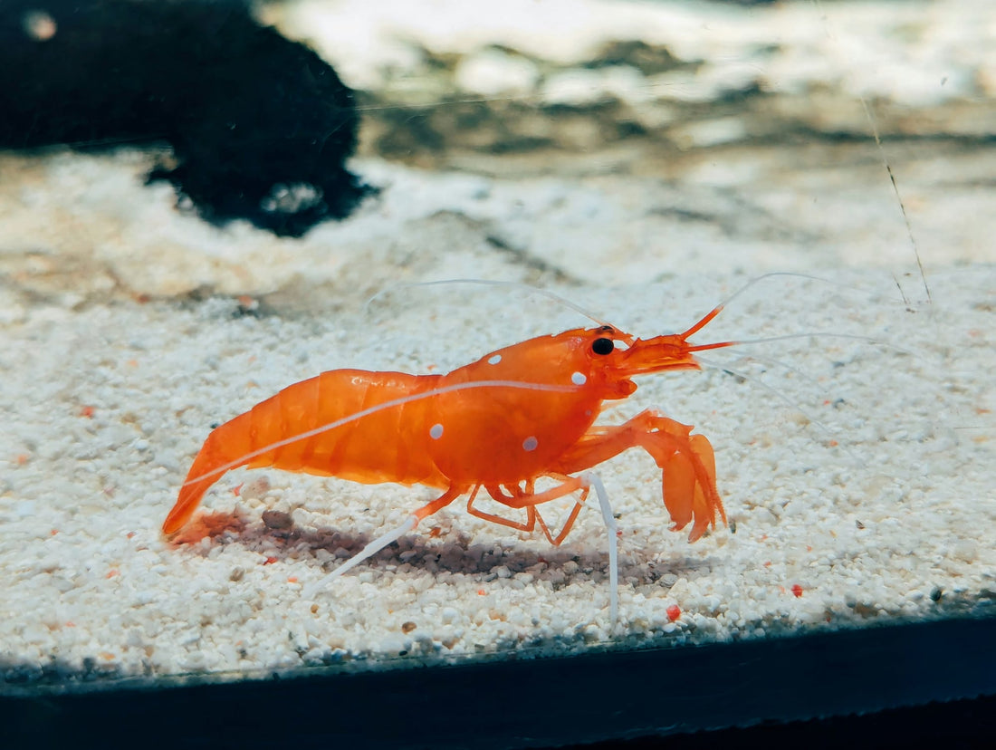 Astaxanthin – What Is It and Why Do We Need It?