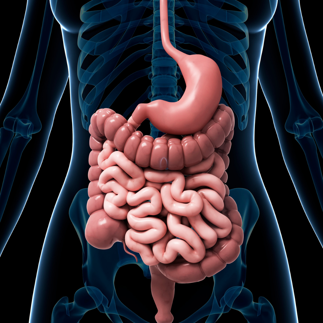 Common Digestive Problems and How to Prevent Them