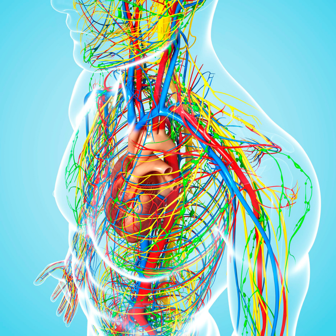 Support your body's immunity with vitamin B12 supplements