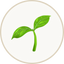 Seed