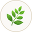 Sage